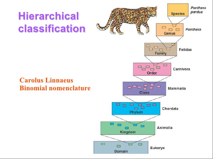 hierarchial classification of organisms