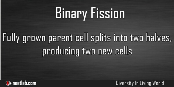 Binary Fission Asexual Reproduction Type Diversity In Living World Explanation 