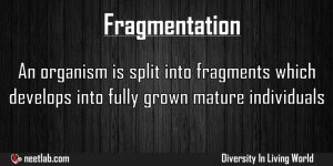 Fragmentation Asexual Reproduction Type Diversity In Living World Explanation