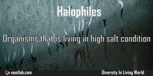 Halophiles Diversity In Living World Explanation