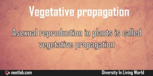 Vegetative Propagation Asexual Reproduction Diversity In Living World Explanation