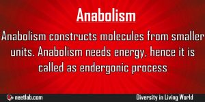 Anabolism In Organisms Diversity In Living World Explanation