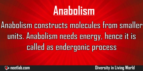 Anabolism In Organisms Diversity In Living World Explanation 