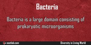 Bacteria Domain Diversity In Living World Explanation