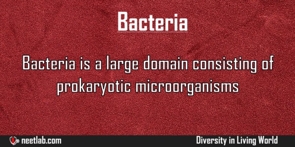 Bacteria Domain Diversity In Living World Explanation 