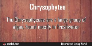 Chrysophytes Diversity In Living World Explanation