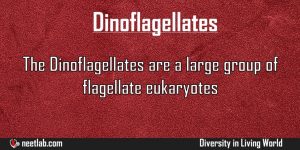 Dinoflagellates Diversity In Living World Explanation