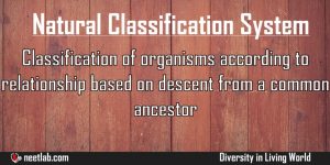 Natural Classification System Diversity In Living World Explanation