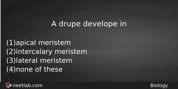 A Drupe Develope In Biology Question 