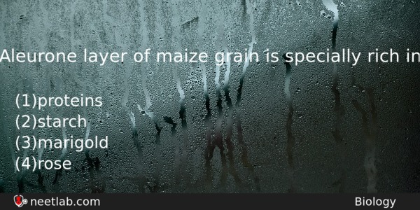 Aleurone Layer Of Maize Grain Is Specially Rich In Biology Question 