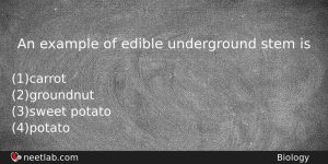 An Example Of Edible Underground Stem Is Biology Question