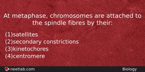 At Metaphase Chromosomes Are Attached To The Spindle Fibres By Biology Question 