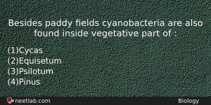 Besides Paddy Elds Cyanobacteria Are Also Found Inside Vegetative Part Biology Question