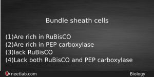 Bundle Sheath Cells Biology Question
