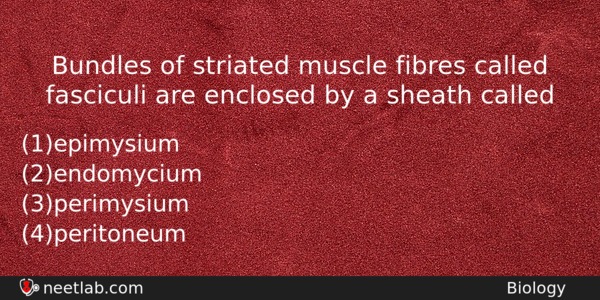 Bundles Of Striated Muscle Fibres Called Fasciculi Are Enclosed By Biology Question 