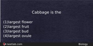 Cabbage Is The Biology Question