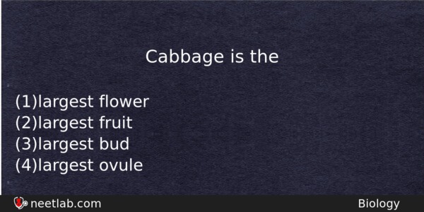Cabbage Is The Biology Question 
