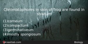 Chromatophores In Skin Of Frog Are Found In Stratum Biology Question