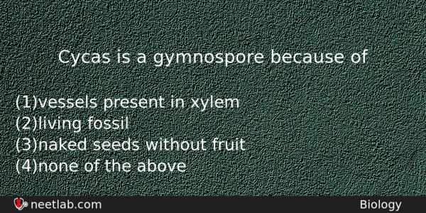 Cycas Is A Gymnospore Because Of Biology Question 