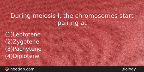 During Meiosis I The Chromosomes Start Pairing At Biology Question 