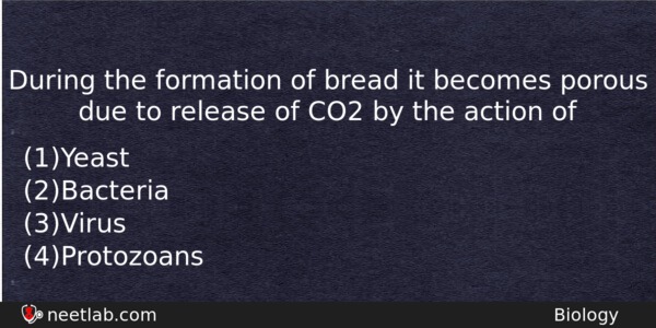 During The Formation Of Bread It Becomes Porous Due To Biology Question 