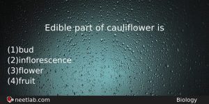 Edible Part Of Cauliflower Is Biology Question
