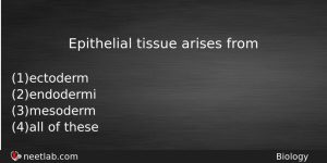 Epithelial Tissue Arises From Biology Question