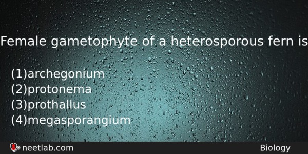 Female Gametophyte Of A Heterosporous Fern Is Biology Question 
