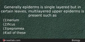 Generally Epiderms Is Single Layered But In Certain Leaves Multilayered Biology Question