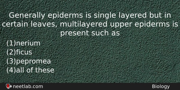Generally Epiderms Is Single Layered But In Certain Leaves Multilayered Biology Question 