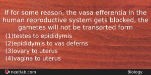 If For Some Reason The Vasa Efferentia In The Human Biology Question