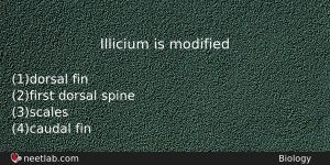 Illicium Is Modified Biology Question