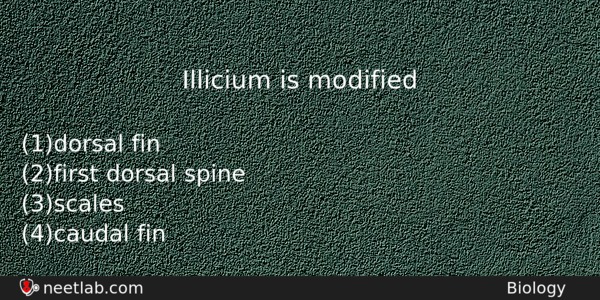 Illicium Is Modified Biology Question 