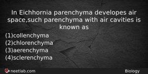 In Eichhornia Parenchyma Developes Air Spacesuch Parenchyma With Air Cavities Biology Question