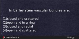 In Barley Stem Vascular Bundles Are Biology Question