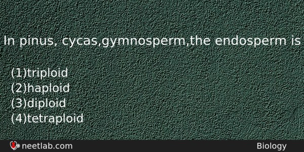 In Pinus Cycasgymnospermthe Endosperm Is Biology Question 