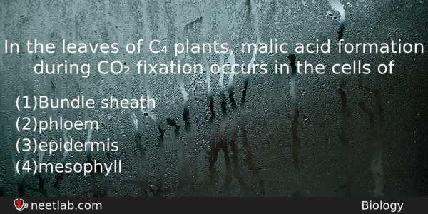 In The Leaves Of C Plants Malic Acid Formation During Biology Question 