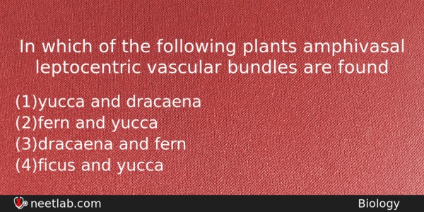 In Which Of The Following Plants Amphivasal Leptocentric Vascular Bundles Biology Question 