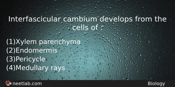 Interfascicular Cambium Develops From The Cells Of Biology Question 