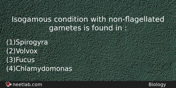 Isogamous Condition With Nonagellated Gametes Is Found In Biology Question 