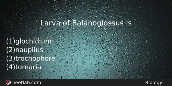 Larva Of Balanoglossus Is Biology Question 