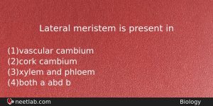 Lateral Meristem Is Present In Biology Question