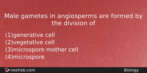 Male Gametes In Angiosperms Are Formed By The Division Of Biology Question 