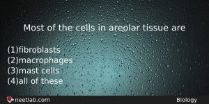 Most Of The Cells In Areolar Tissue Are Biology Question