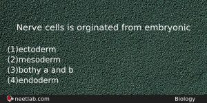 Nerve Cells Is Orginated From Embryonic Biology Question