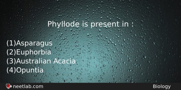 Phyllode Is Present In Biology Question 