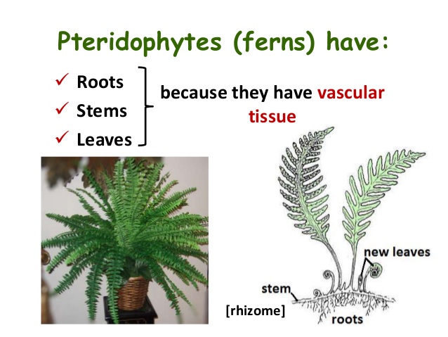 Pteridophytes In India