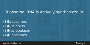 Ribosomal Rna Is Actively Synthesized In Biology Question