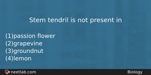 Stem Tendril Is Not Present In Biology Question 