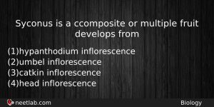 Syconus Is A Ccomposite Or Multiple Fruit Develops From Biology Question